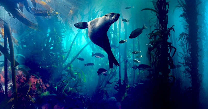 bbc-earth-doga-videosu